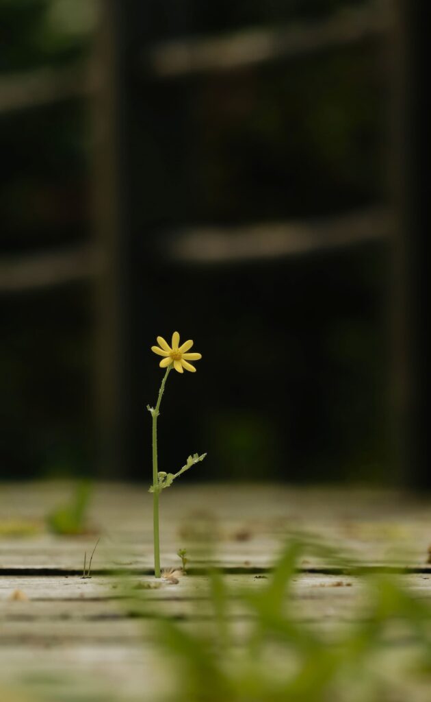 Resiliencia